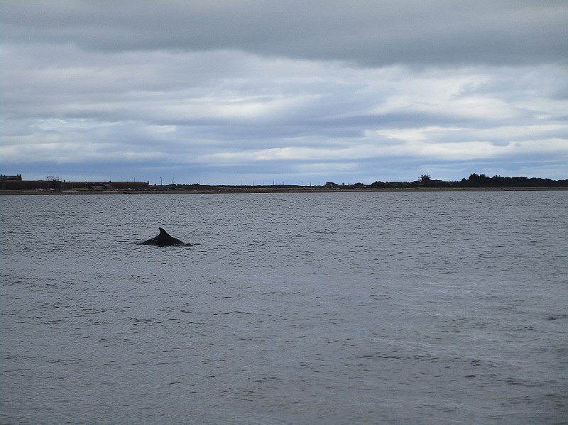 2018.07.07 Loch Ness und die Delphine (1701).JPG